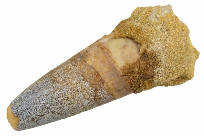 Juvenile Fossil Spinosaurus Tooth - Feeding Worn Tip #345899